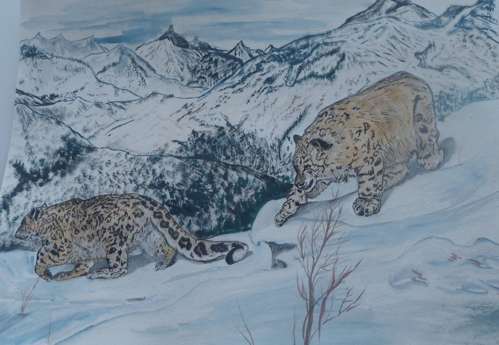 Снежный Барс на охоте иллюстрации